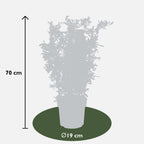 Pyracantha coccinea Red Star - Ø23cm - ↕75cm - Ø19 - ↨70cm