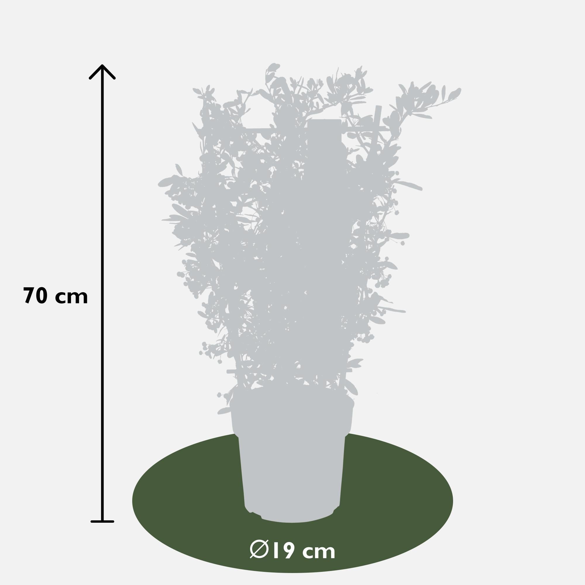 Pyracantha coccinea Red Star - Ø23cm - ↕75cm - Ø19 - ↨70cm