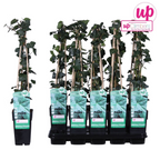 Hedera hibernica - Ø15cm - ↕65cm
