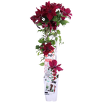 Clematis Nubia - Clematis Evison Rood - Ø15cm - ↕65cm - Ø15 - ↨65cm