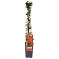 3x - Pyracantha coccinea 'Red Column' - ↨65cm - Ø15