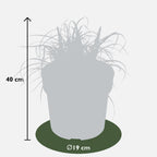 Uncinia rubra Everflame - Ø19cm - ↕40cm - Ø19 - ↨40cm