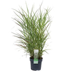 Panicum virgatum 'Prairie Sky' - Ø19cm - ↕50cm
