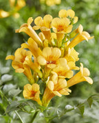 Campsis Summer Jazz 'Gold Trumpet' - Ø15cm - ↕65cm