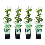 4x - Humulus lupulus 'Nordbrau' - ↨65cm - Ø15