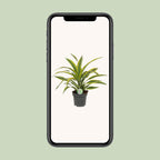 Dracaena Fragrans Lemon Lime - Ø17cm - ↕40cm