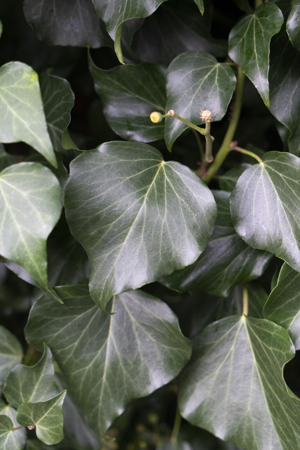Hedera hibernica - Ø15cm - ↕65cm