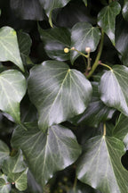 Hedera hibernica - Ø15cm - ↕65cm