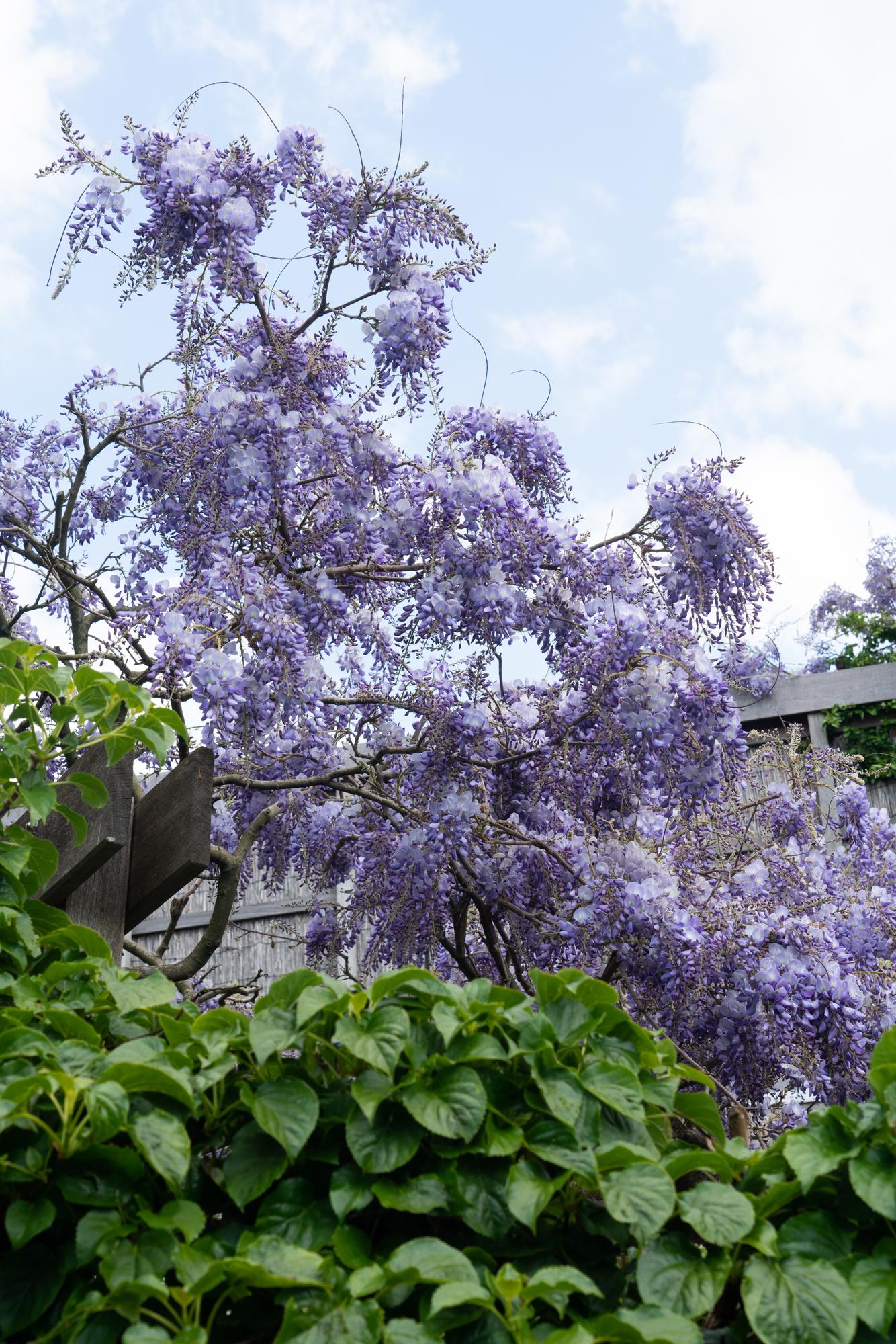 Wisteria sinensis 'Prolific' - Blauwe regen - Ø15cm - ↕65cm