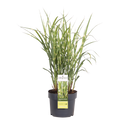 Miscanthus sinensis Strictus - Ø23cm - ↕60cm - Ø19 - ↨50cm