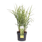 Miscanthus sinensis Strictus - Ø23cm - ↕60cm - Ø19 - ↨50cm