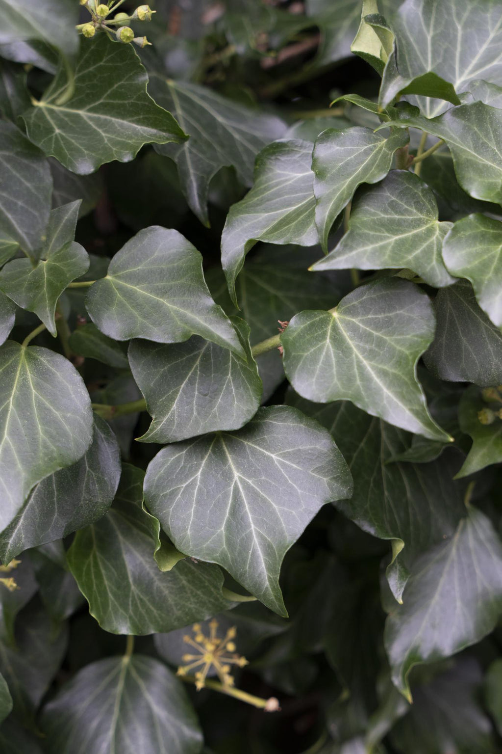 Hedera hibernica - Ø15cm - ↕65cm