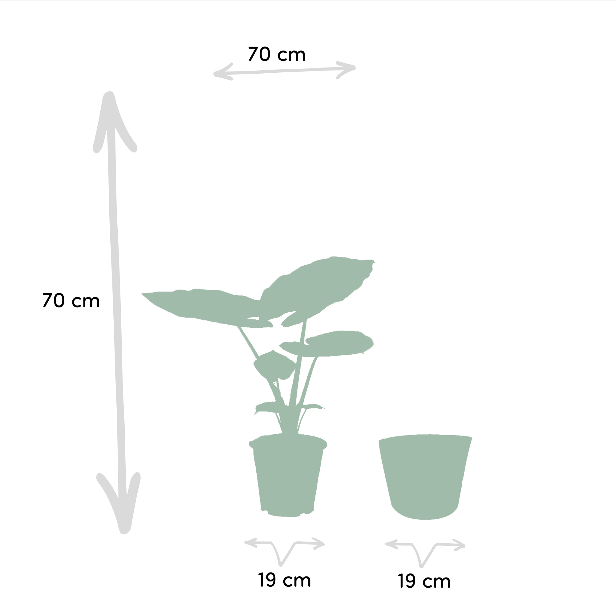 Strelitzia Nicolai - Ø19cm - ↕85cm + Alocasia Macrorrhiza - Ø19cm - ↕70cm + Mand Igmar