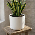 Elho B.for soft White - 14cm
