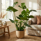 Monstera - 70cm