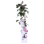 Rosa Crazy in love 'Pink' - Roze Roos - Ø15cm - ↕65cm