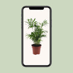 Chamaedorea Elegans - Mexicaanse Bergpalm - Ø12cm - ↕40cm