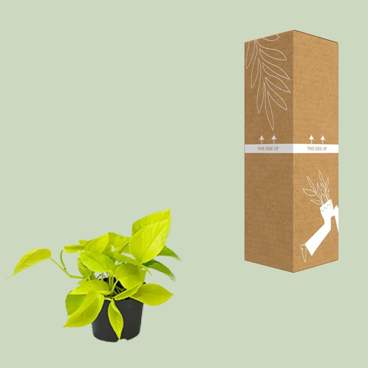 Epipremnum Golden Pothos - Scindapsus - PROMO - Ø12 - ↕15cm