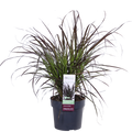 Pennisetum x advena 'Summer Samba' - Ø19cm - ↕50cm