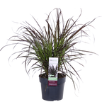 Pennisetum x advena 'Summer Samba' - Ø19cm - ↕50cm