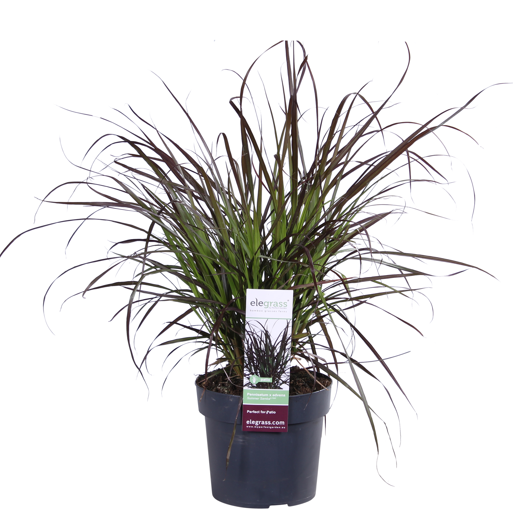 Pennisetum x advena 'Summer Samba' - Ø19cm - ↕50cm