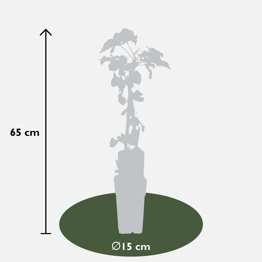 Fallopia baldschuanica - Bruidsluier - Ø15cm - ↕65cm
