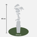 Fallopia baldschuanica - Bruidsluier - Ø15cm - ↕65cm