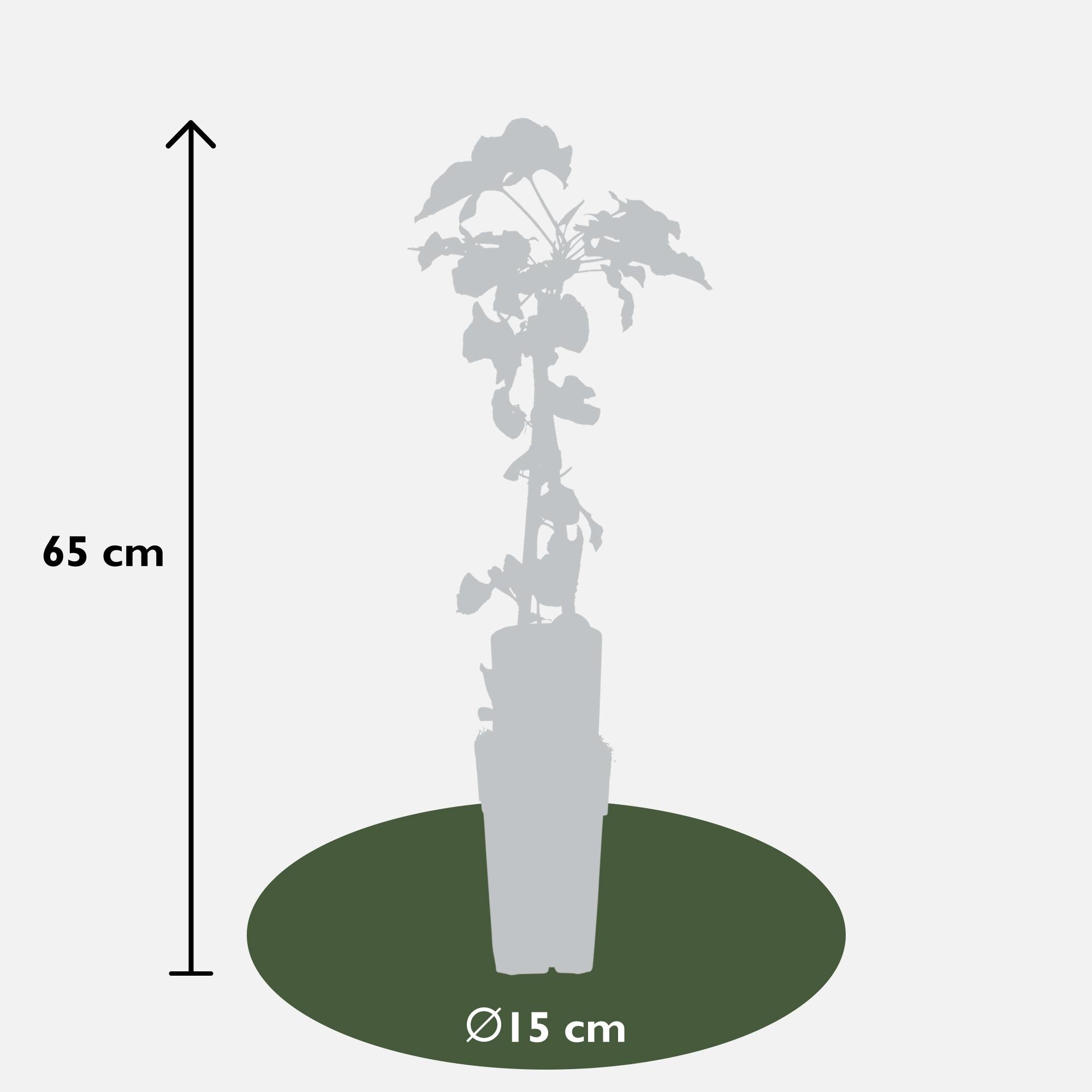 Fallopia baldschuanica - Bruidsluier - Ø15cm - ↕65cm