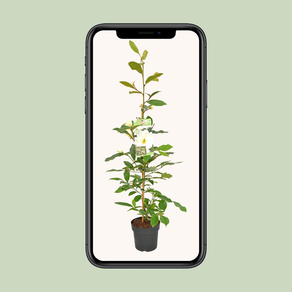 Michelia Fairy Magnolia Cream - Ø19cm - ↕70cm
