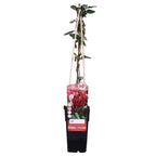 Lonicera japonica 'Red World' - Ø15cm - ↕65cm