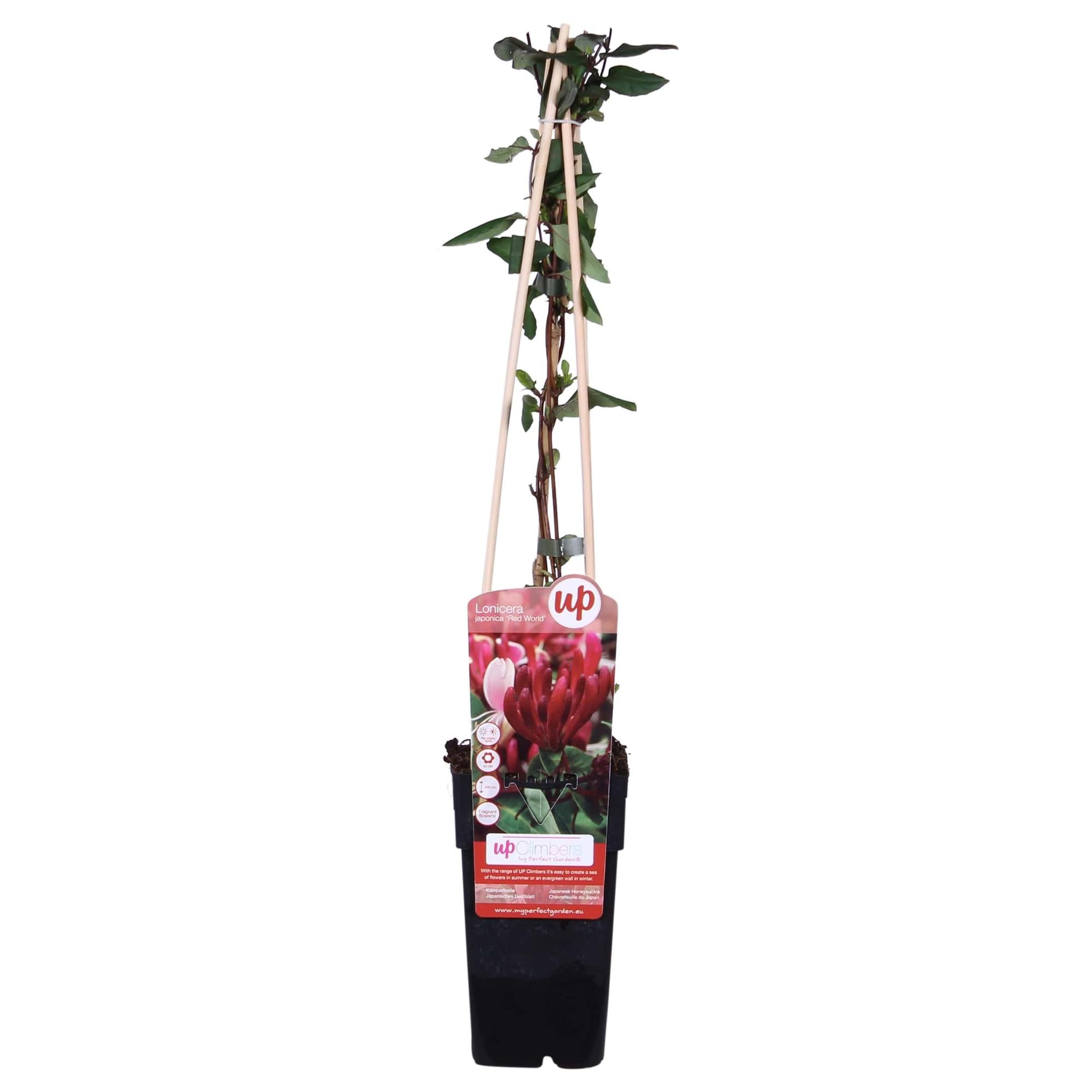 Lonicera japonica 'Red World' - Ø15cm - ↕65cm