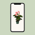 Anthurium Sweet Dream - Ø12cm - ↕35cm