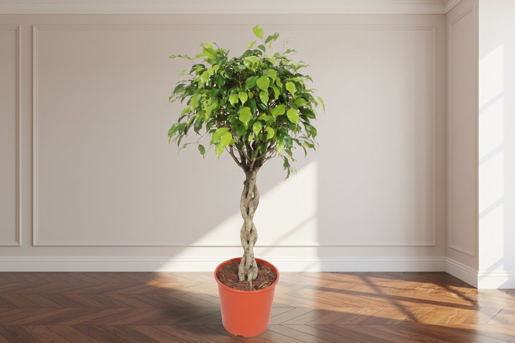 Ficus Exotica - Ø30cm - ↕120cm