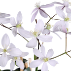 Clematis armandii Apple Blossom - Groenblijvende Clematis Lichtroze - Ø15cm - ↕65cm