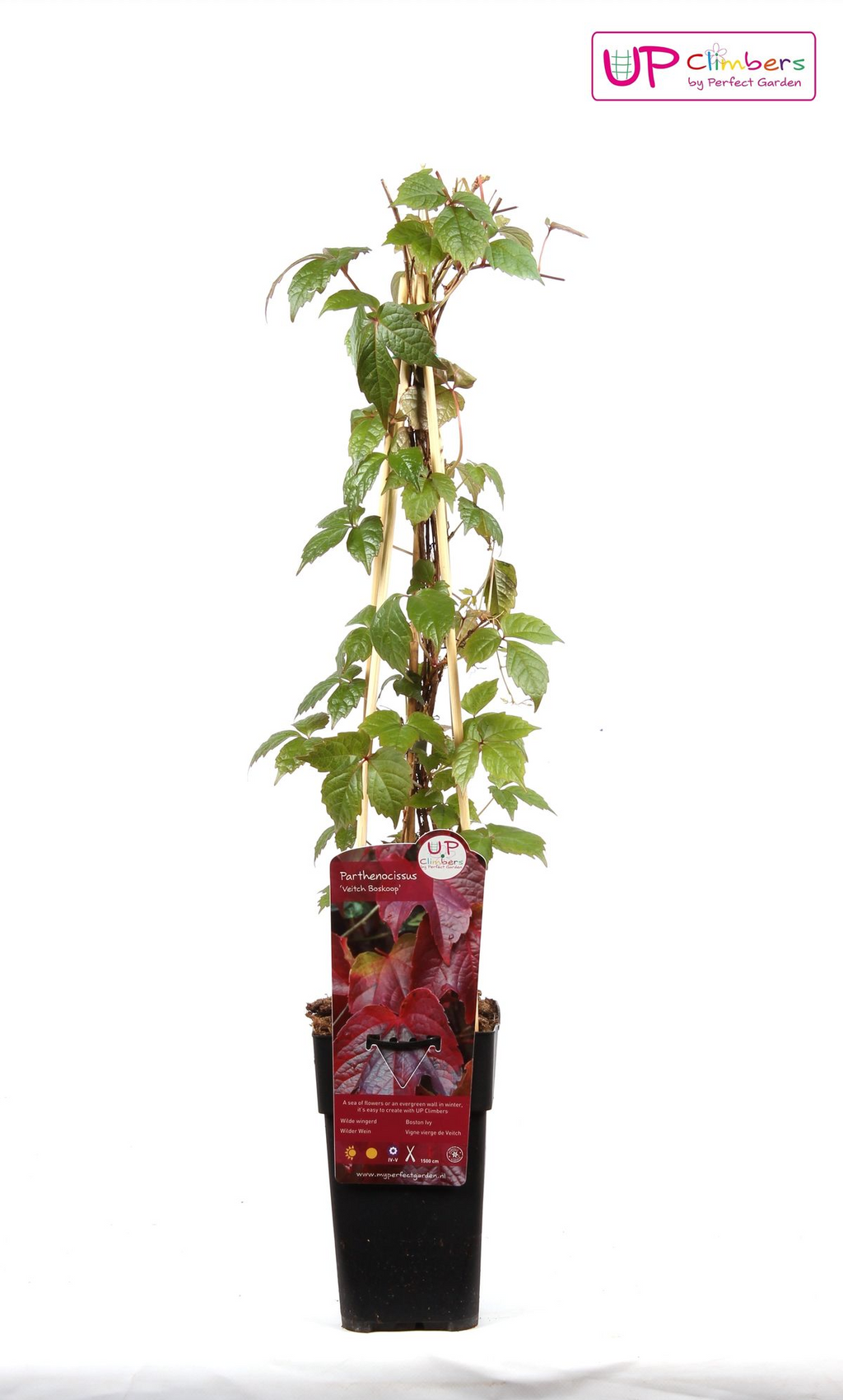 Parthenocissus tricuspidata 'Veitch Boskoop' - Ø15cm - ↕65cm