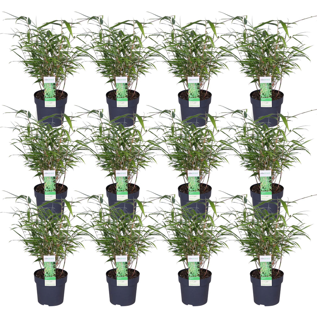 12x - Fargesia rufa - 40cm - Ø14