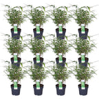 12x - Fargesia rufa - 40cm - Ø14