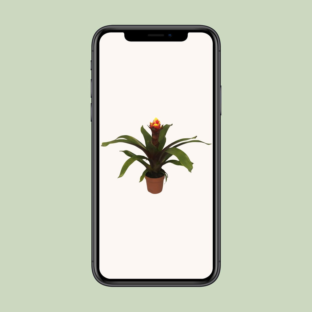 Guzmania Crown - Ø12cm - ↕45cm