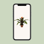 Guzmania Crown - Ø12cm - ↕45cm