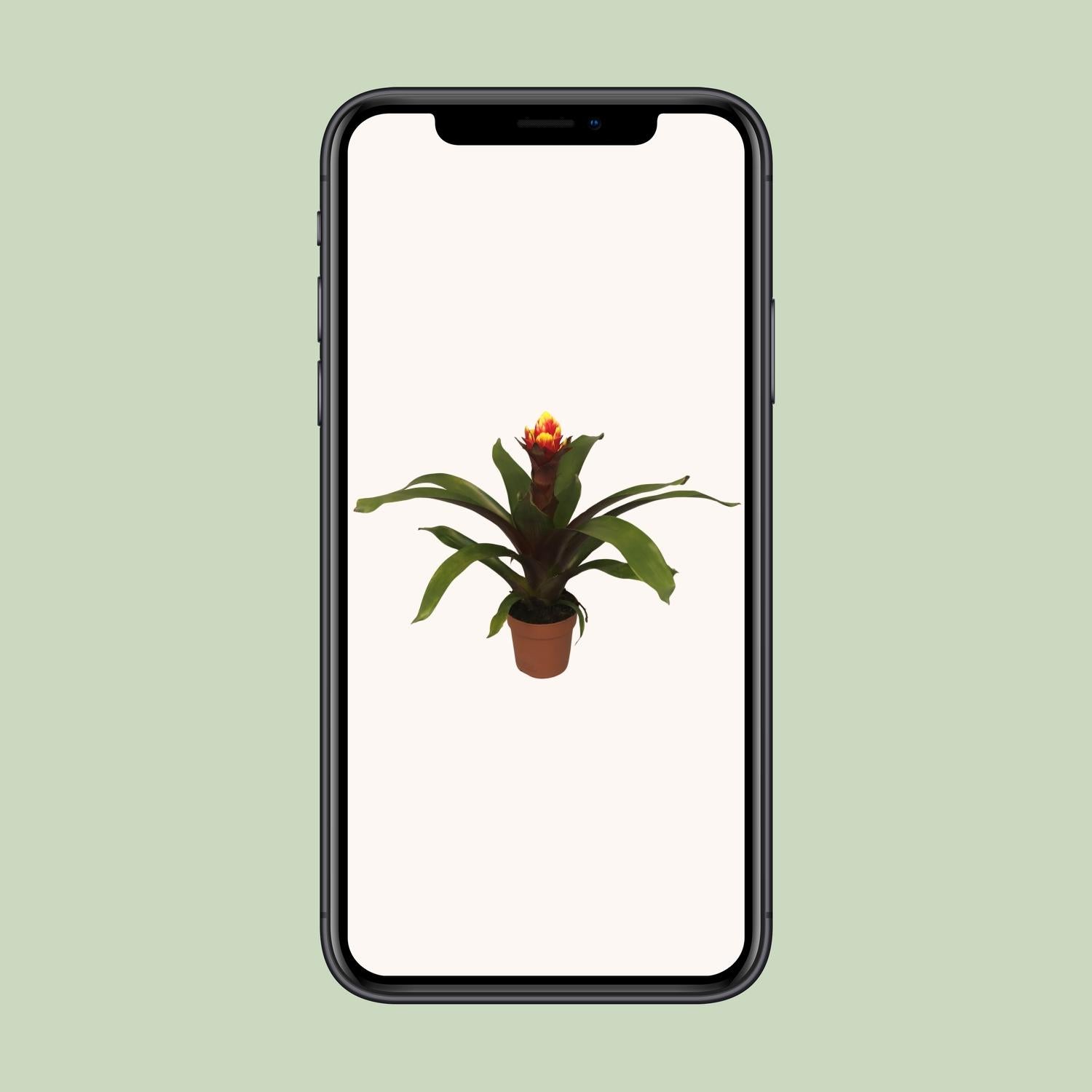 Guzmania Crown - Ø12cm - ↕45cm
