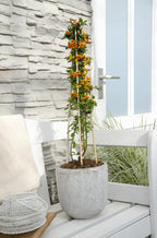 Pyracantha 'Orange Glow' - Ø15cm - ↕65cm