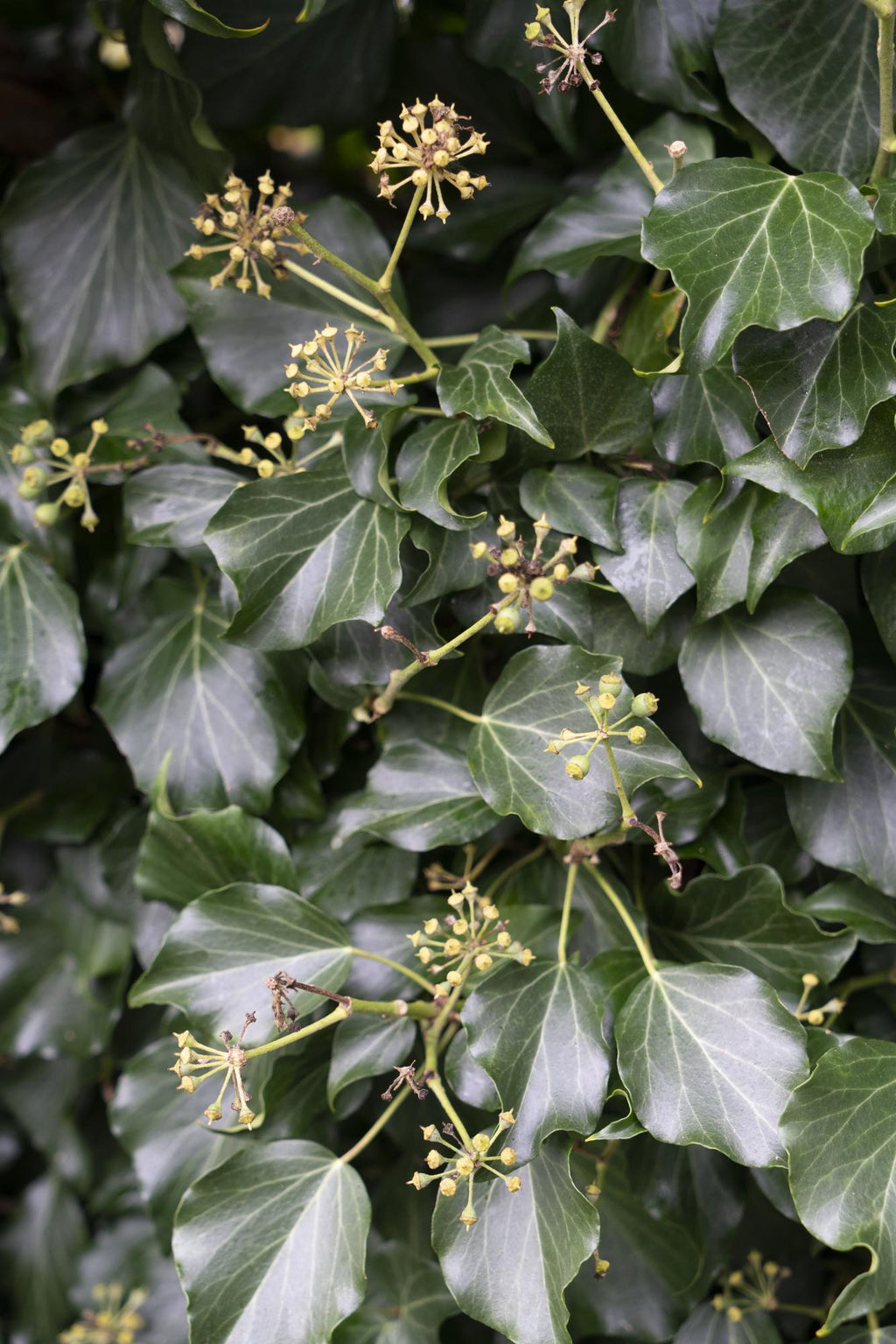 4x - Hedera hibernica - ↨65cm - Ø15