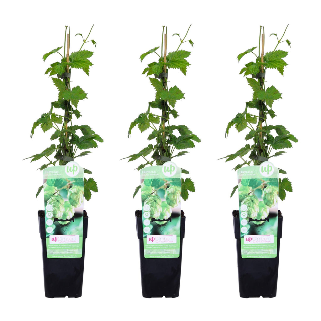 3x - Humulus lupulus 'Nordbrau' - ↨65cm - Ø15