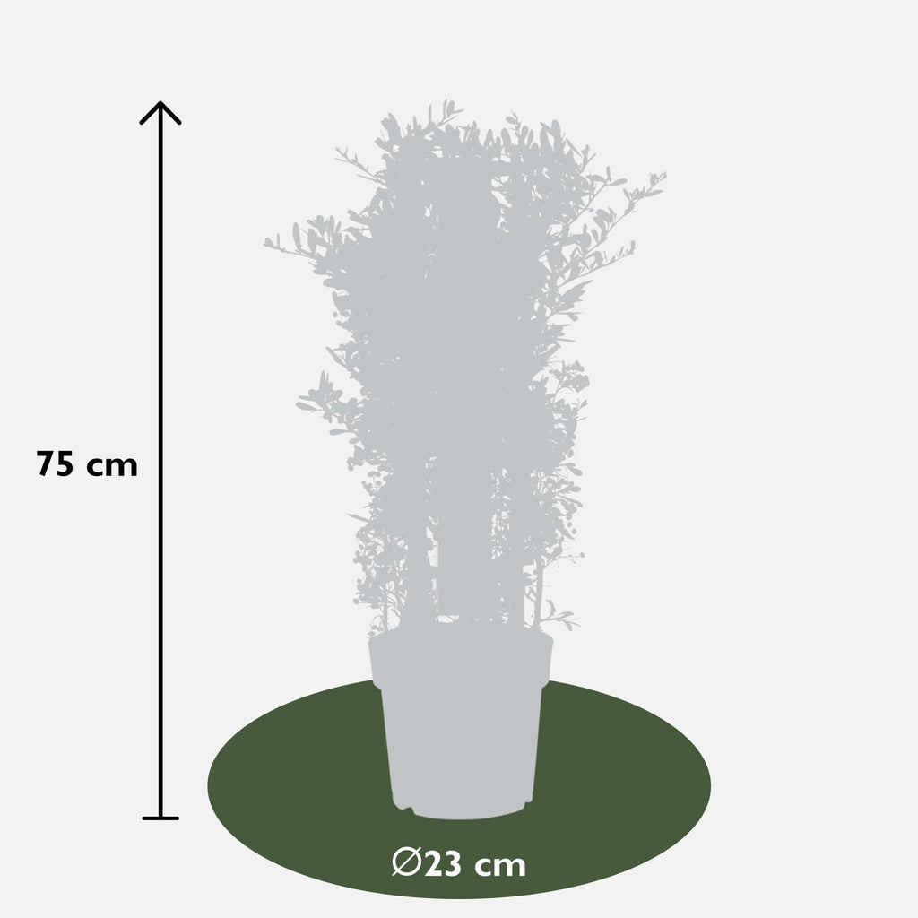 Pyracantha coccinea Red Star - Ø23cm - ↕75cm - Ø23 - ↨75cm