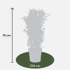 Pyracantha coccinea Red Star - Ø23cm - ↕75cm - Ø23 - ↨75cm