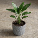 Mini pot relief blauw D7
