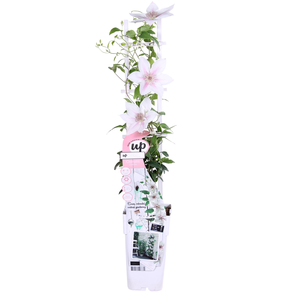 Clematis Corinne - Clematis Evison Wit - Ø15cm - ↕65cm - Ø15 - ↨65cm