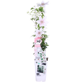 Clematis Corinne - Clematis Evison Wit - Ø15cm - ↕65cm - Ø15 - ↨65cm
