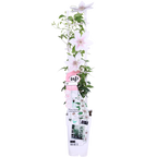 Clematis Corinne - Clematis Evison Wit - Ø15cm - ↕65cm - Ø15 - ↨65cm