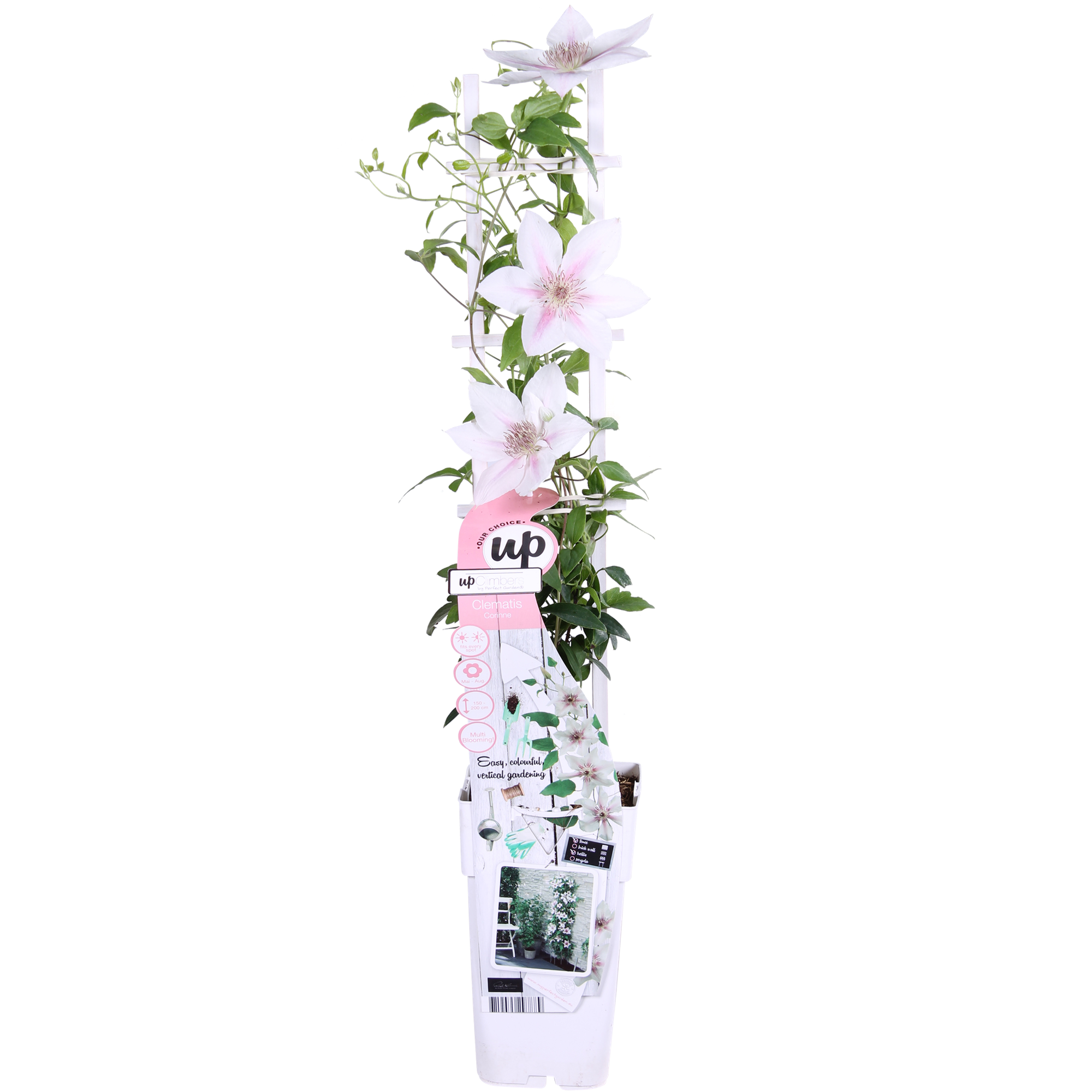 Clematis Corinne - Clematis Evison Wit - Ø15cm - ↕65cm - Ø15 - ↨65cm